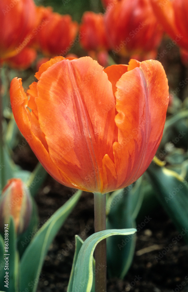 Fototapeta premium Tulipa spp. triomphe 'Fire Queen' , Tulipe