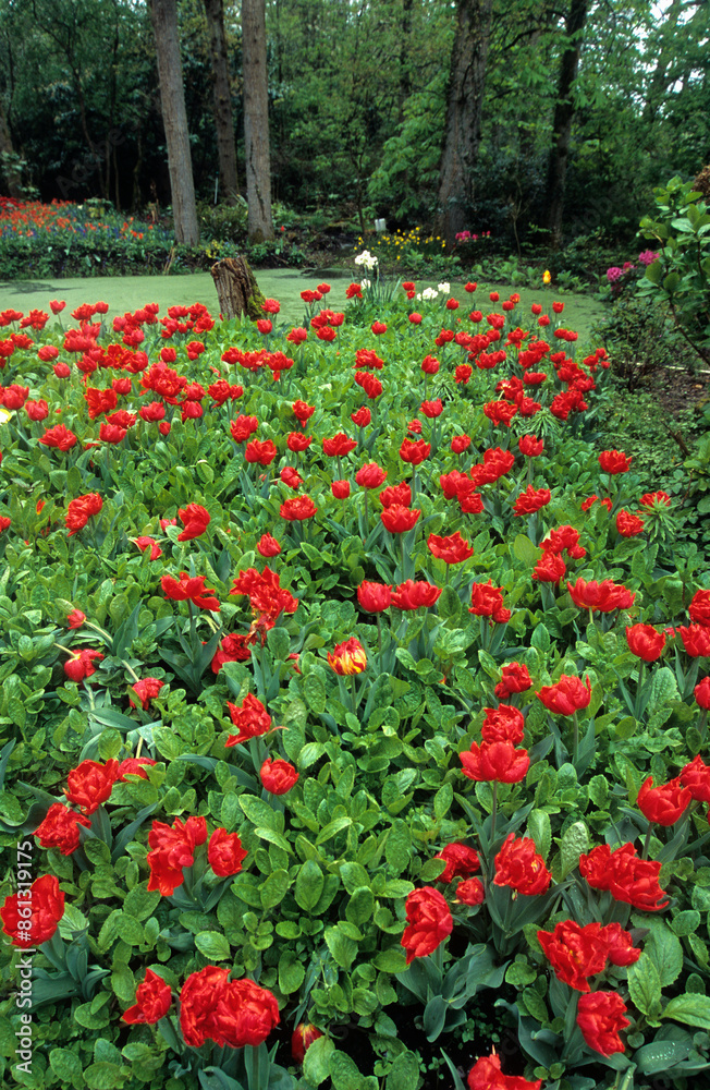 Tulipa spp. 'Stockolm', Tulipe, Parc floral, La Court d'Aron , 85, Vendée, France Tulipa spp. 'Stockolm', Tulipe, Parc floral, La Court d'Aron , 85, Vendée, France