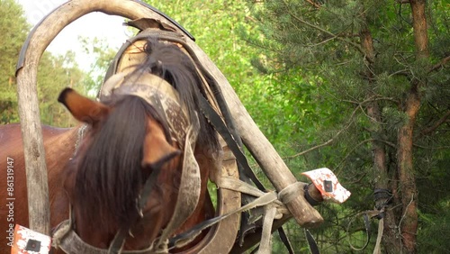 bay horse, harnessed to a wooden cart