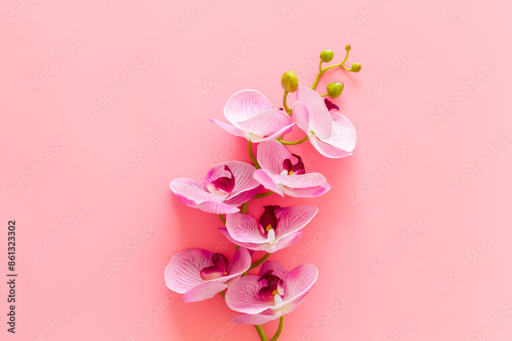 White and purple orchid flowers on the table, top view