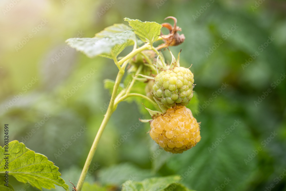 Yellow raspberrie on the branch in the sunlit Yellow raspberrie on the branch in the sunlit