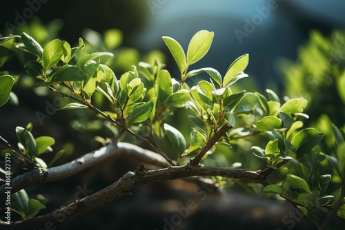 Autofocus landscape photo of twigs growing natural leaves