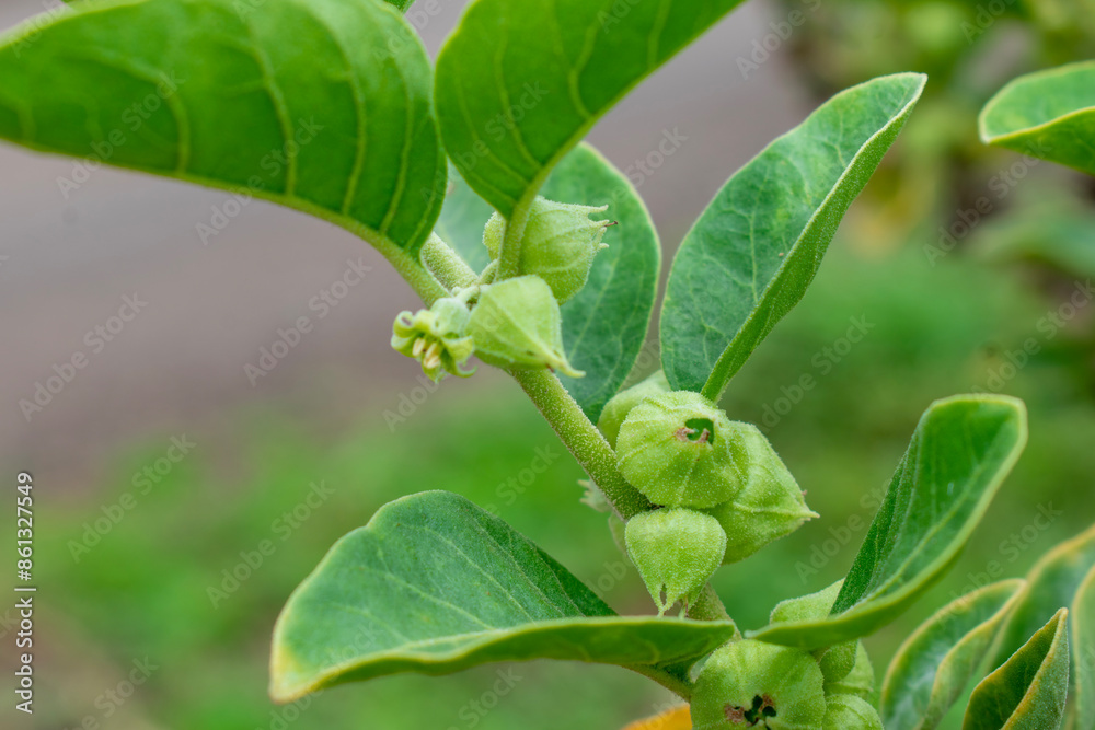 Obraz premium Ashwagandha green plant or withania somnifera plant grow in garden. ayurvedic medicine plant