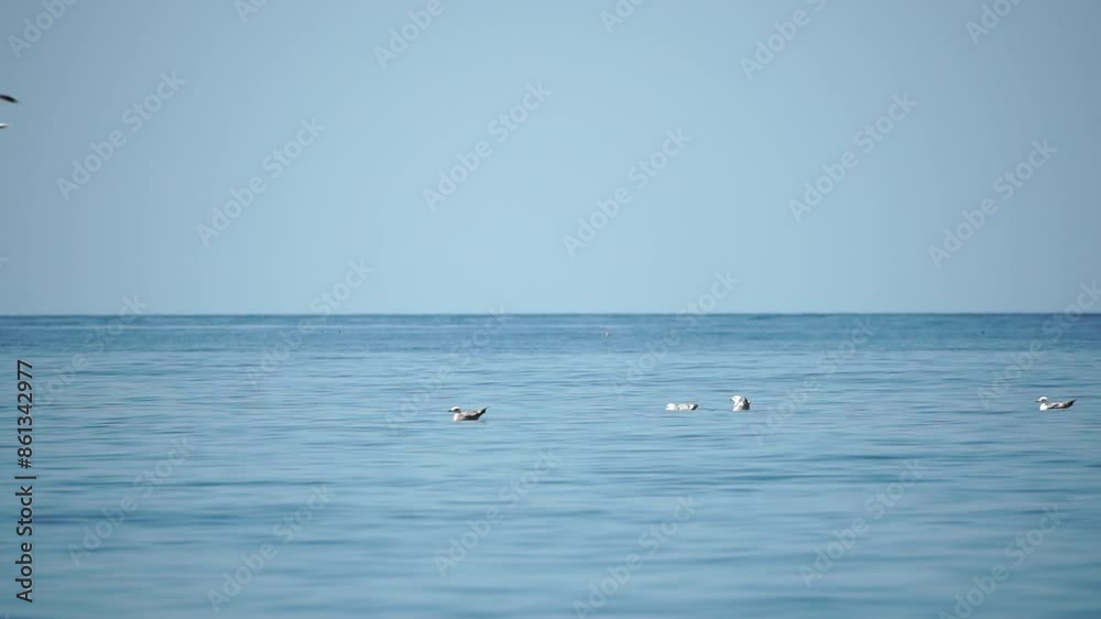 A flock of seagulls float on calm water surface. Warm sunset sky over the ocean. Silhouettes of seagulls peacefully swim in slow motion with the sea in the background at sunrise. Nobody. Slow motion A flock of seagulls float on calm water surface. Warm sunset sky over the ocean. Silhouettes of seagulls peacefully swim in slow motion with the sea in the background at sunrise. Nobody. Slow motion