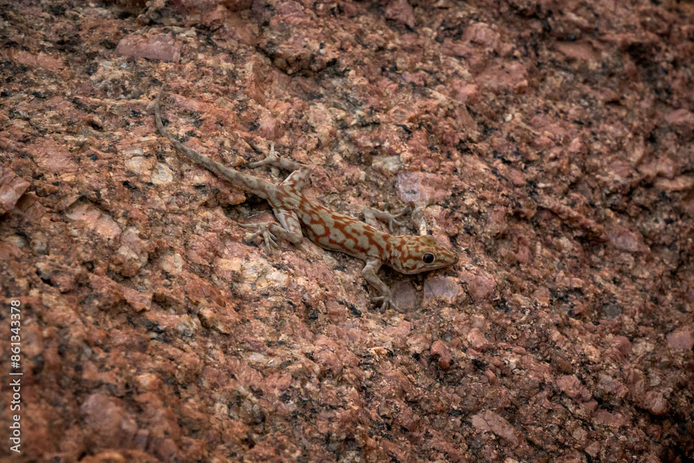Small lizard camouflages among the stones Small lizard camouflages among the stones