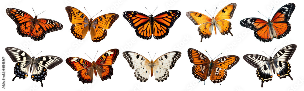 Butterfly animal png cut out element set Butterfly animal png cut out element set