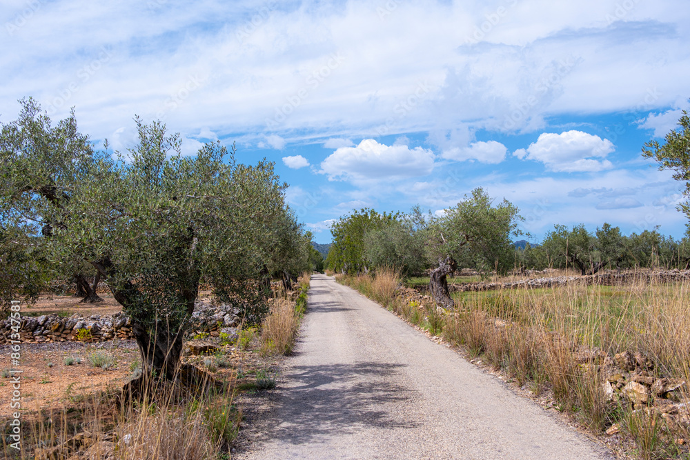 Rustic rural landscape featuring a country road lined with olive trees on both sides, leading towards distant mountains under a bright and clear sky, representing peace and simplicity. Rustic rural landscape featuring a country road lined with olive trees on both sides, leading towards distant mountains under a bright and clear sky, representing peace and simplicity.