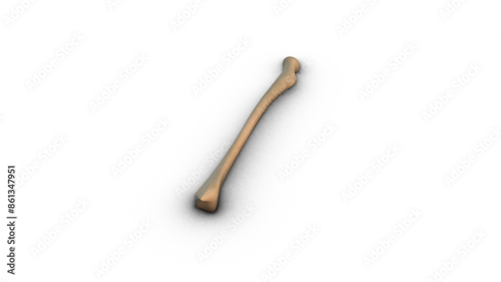 Human Radius bone isolated on white background Human Radius bone isolated on white background