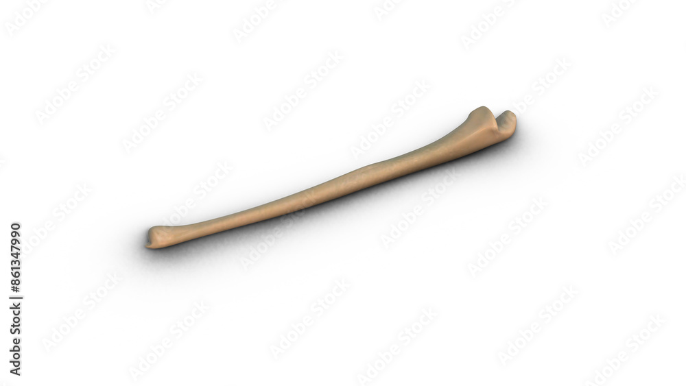 Human Ulna bone isolated on white background Human Ulna bone isolated on white background