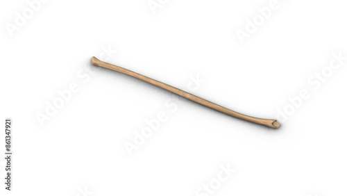 Billede på lærred Human Fibula bone isolated on white background