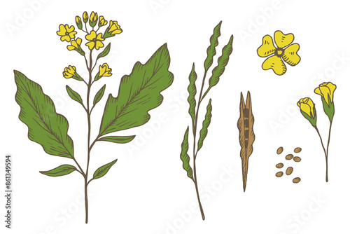 Mustard plant engraved sketch, hand drawn vector illustration. Set with mustard flower, branch, seed, leaf. Food ingredient, oil, organic nutrition. Design element for print, logo, paper, label, sign