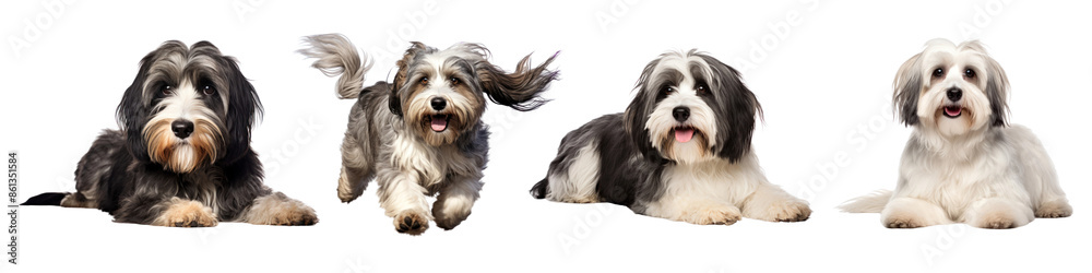 PNG Happy playful Tibetan Terrier dogs set PNG Happy playful Tibetan Terrier dogs set