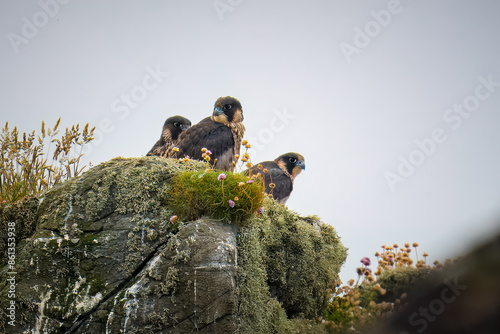 Three young Peregrine Falcons