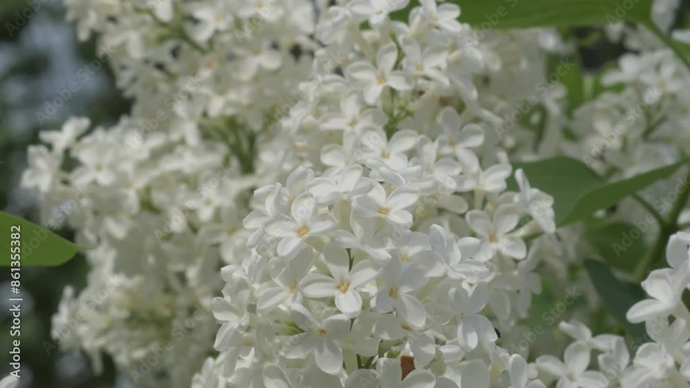 beautiful pure white Persian lilac blossoming in garden at sunny spring day. close up beautiful pure white Persian lilac blossoming in garden at sunny spring day. close up