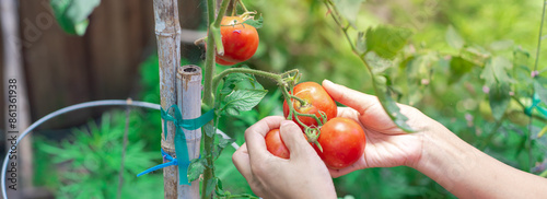 Panorama Asian lady hands picking harvesting ripe tomatoes off vines branches, backyard kitchen garden in Dallas, Texas, organic homegrown Dona heirloom French tomato, cage bamboo stakes support