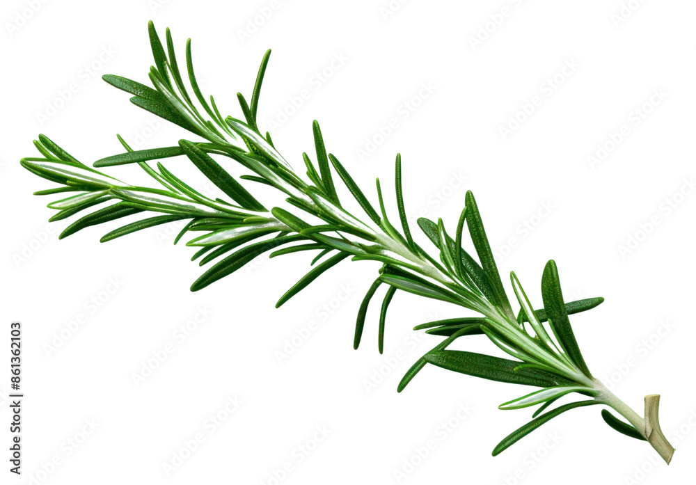 PNG Rosemary plant green herbs transparent background PNG Rosemary plant green herbs transparent background