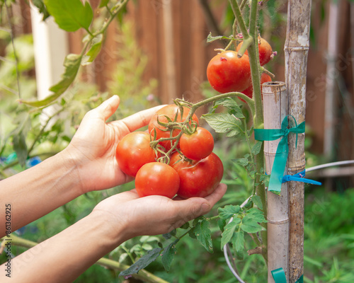 Lady hands holding cluster of tomatoes ripen on vine branches with bamboo stakes, cage support at kitchen garden in Dallas, Texas, wooden fence background, organic homegrown Dona heirloom variety