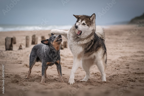 Two dogs playing on the beach