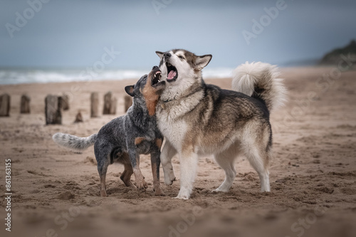 Two dogs playing on the beach