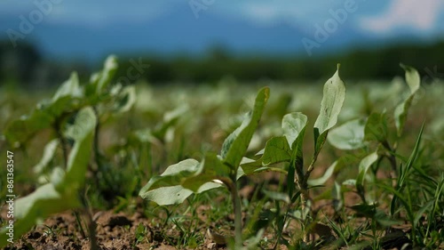 Lush Young Soybean Plants in a Farm Field Under Clear Blue Sky photo