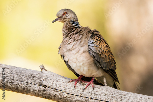 European turtle dove (Streptotelia turtur) perching on a branch with out of focus background