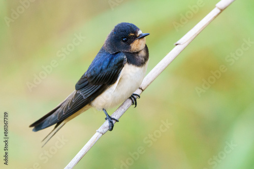 Barn swallow (Hirundo rustica) perching on a branch with out of focus background