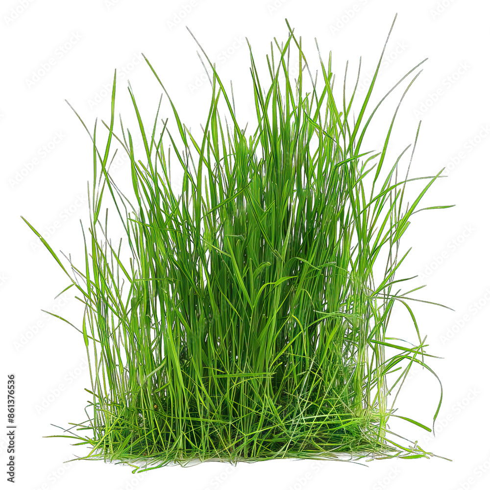 Obraz premium Green grass