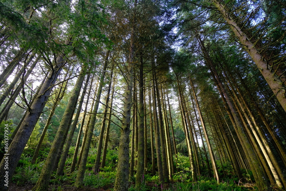 bamboo forest