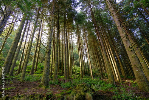 trees in the forest