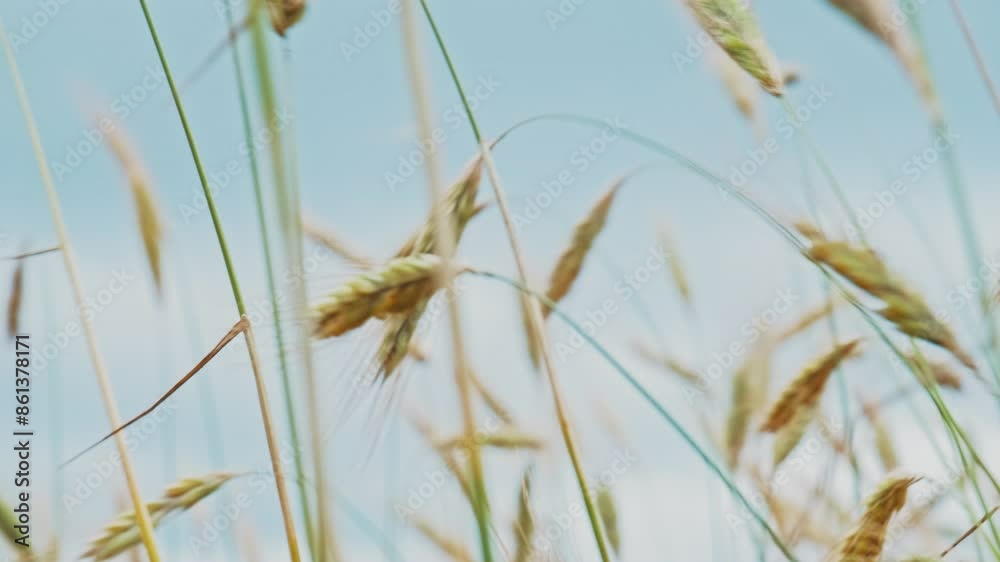 Golden Wheat Secale Ears Swaying in Wind before Harvest Season Golden Wheat Secale Ears Swaying in Wind before Harvest Season