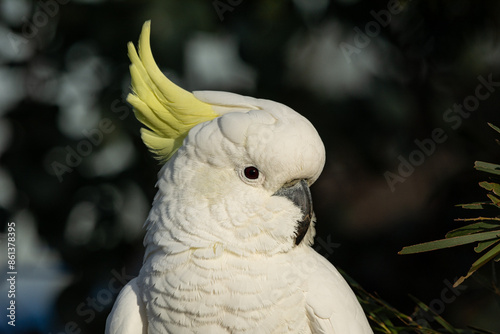 Sulphur Crested Cockatoo