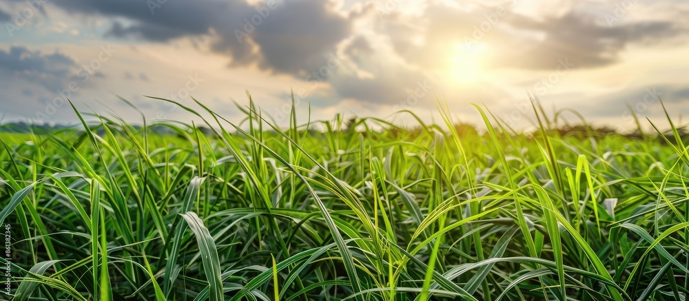 Fototapeta premium Sugarcane plants growing in a field with ample copy space image.