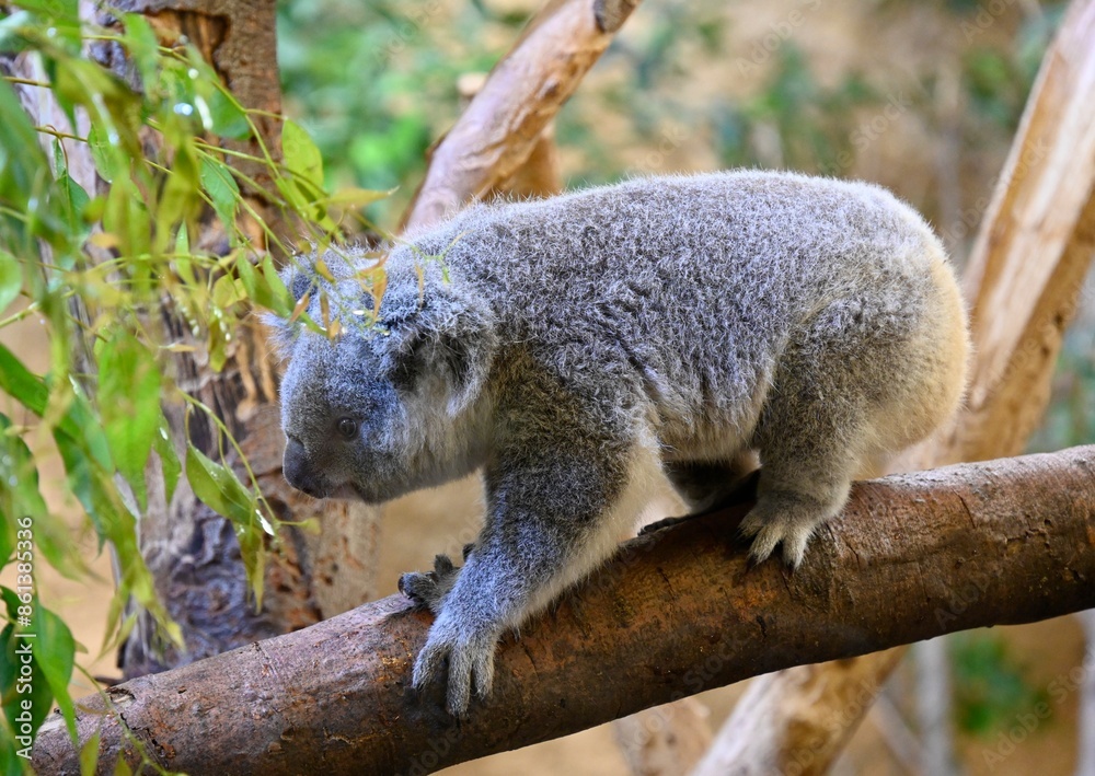Obraz premium A koala bear walks on an eucalyptus branch