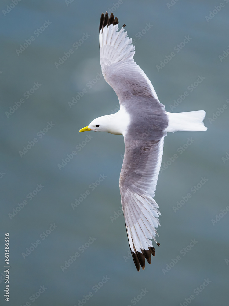 Black-legged Kittiwake, Rissa tridactyla, birds in flight over cliffs, Bempton Cliffs, North Yorkshire, England Black-legged Kittiwake, Rissa tridactyla, birds in flight over cliffs, Bempton Cliffs, North Yorkshire, England