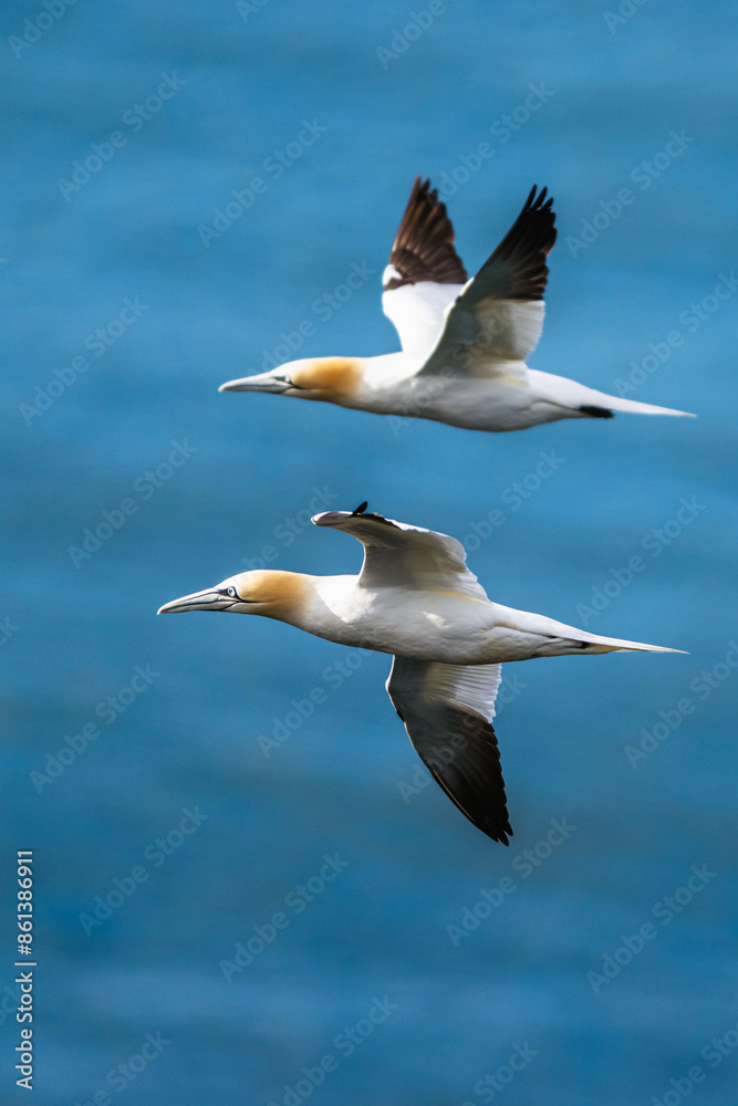 Obraz premium Northern Gannet, Morus bassanus, birds in flight over cliffs, Bempton Cliffs, North Yorkshire, England