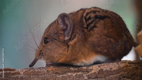 Close up view of an Elephant shrew resting on a tree stump. photo