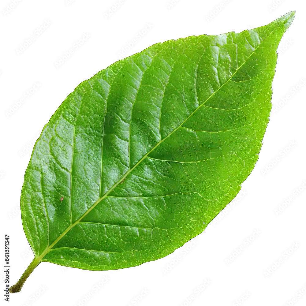 Obraz premium Green leaf isloated