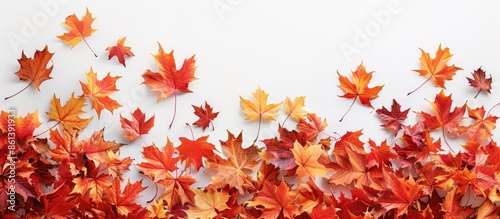 Top-down view of vibrant autumn maple leaves scattered on a blank white backdrop, creating a border design with a designated copy space image. photo