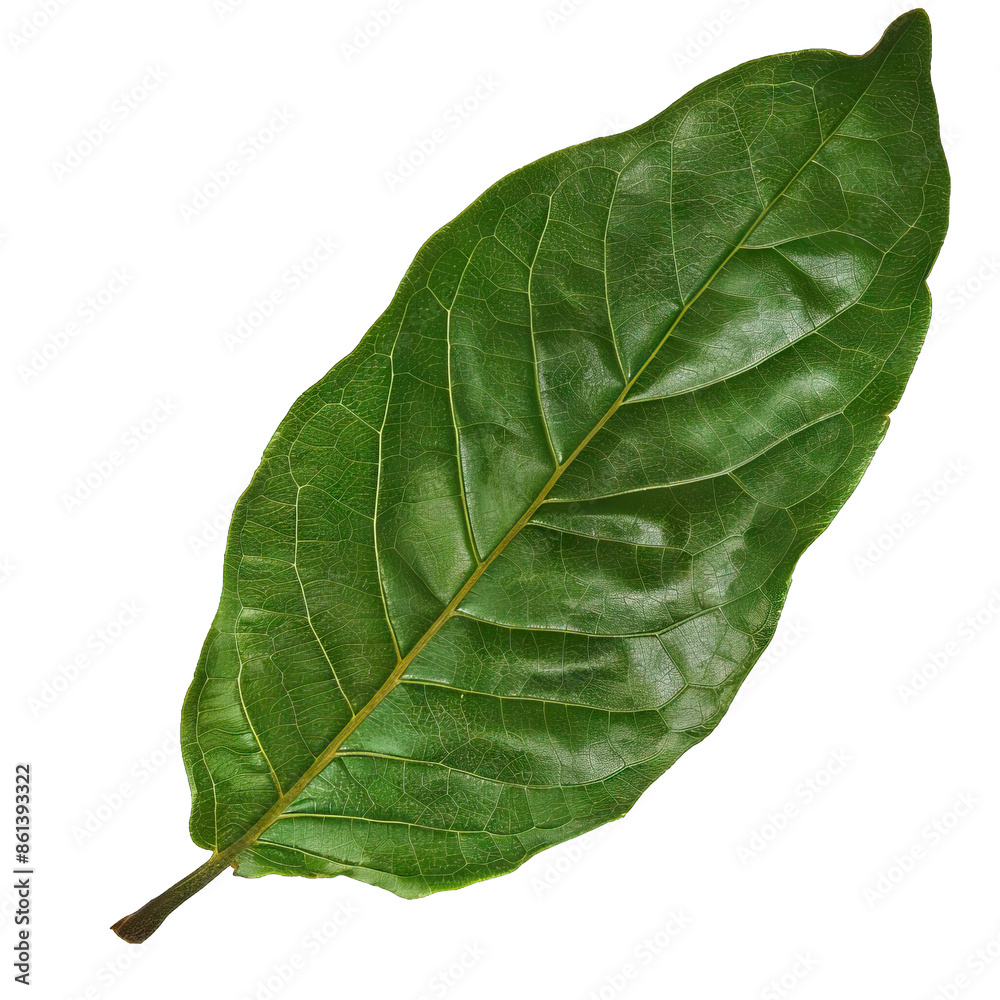Green leaf isloated Green leaf isloated