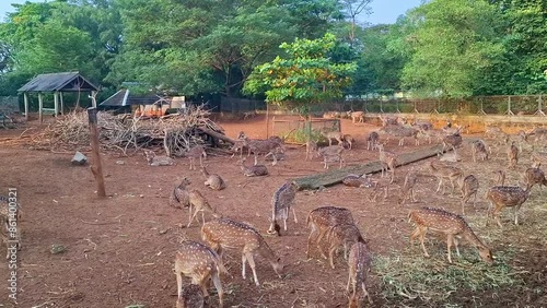 Ragunan Zoo, Jakarta, Indonesia : Footage of Rusa Tutul, Cheetal, Chital, Axis deer or Spotted deer are gathered in the enclosure enjoying the grass and a herd of spotted deer are gat  photo