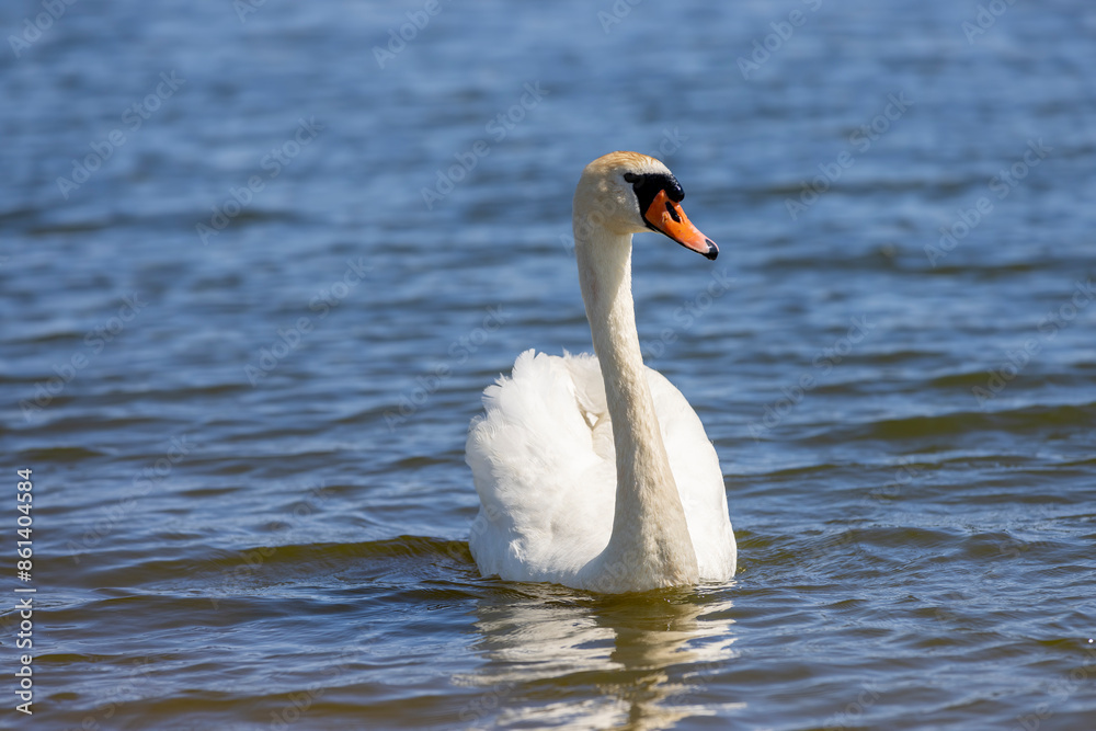 Obraz premium beautiful wild waterfowl swans in the summer season