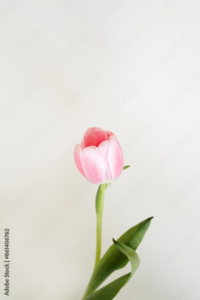 Elegant Pink Tulip Blooming with Green Leaves and Stem on Light Background. Floral, Spring, and Nature Theme. Perfect for Marketing, Design and Creative Project Elegant Pink Tulip Blooming with Green Leaves and Stem on Light Background. Floral, Spring, and Nature Theme. Perfect for Marketing, Design and Creative Project