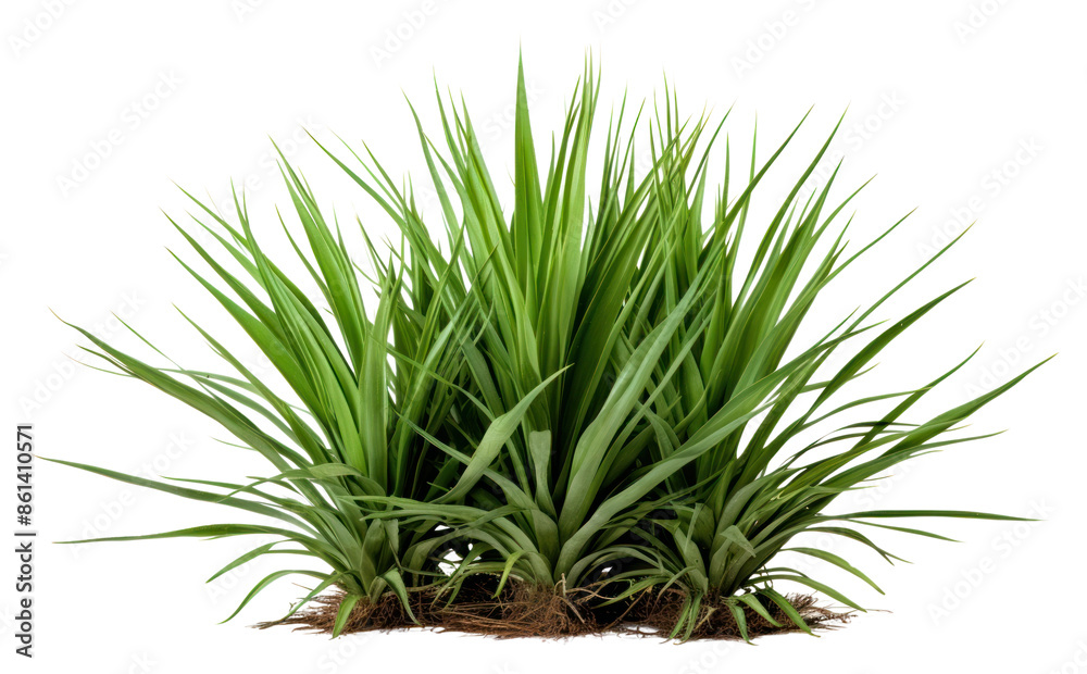 PNG Green yucca bush plant grass white background. PNG Green yucca bush plant grass white background.