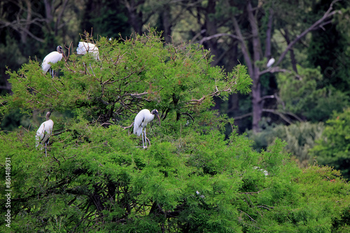 Wood Storks roosting on a tree