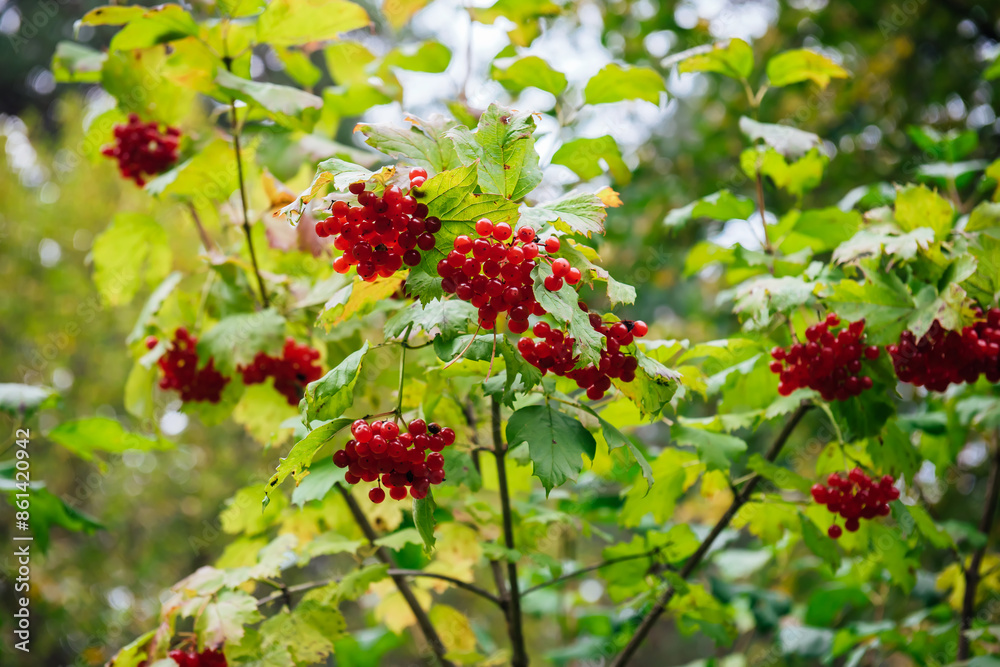 Red viburnum berries on a branch in the garden, in the park against a background of green foliage on a sunny autumn day. Red berries and viburnum leaves in autumn outdoors. Natural background Red viburnum berries on a branch in the garden, in the park against a background of green foliage on a sunny autumn day. Red berries and viburnum leaves in autumn outdoors. Natural background