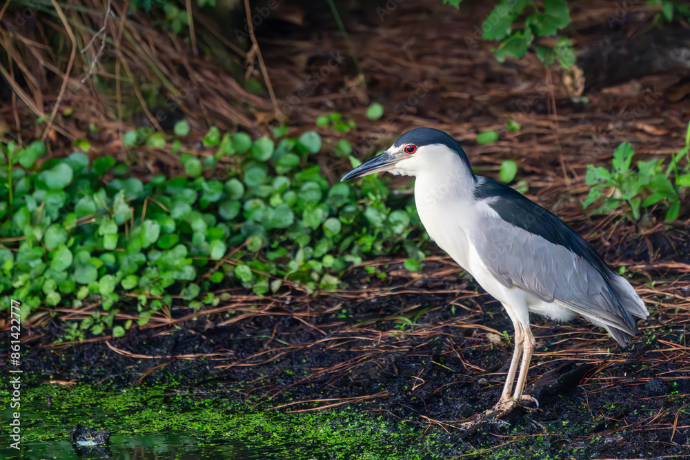 Black-crowned night heron standing in pond Black-crowned night heron standing in pond