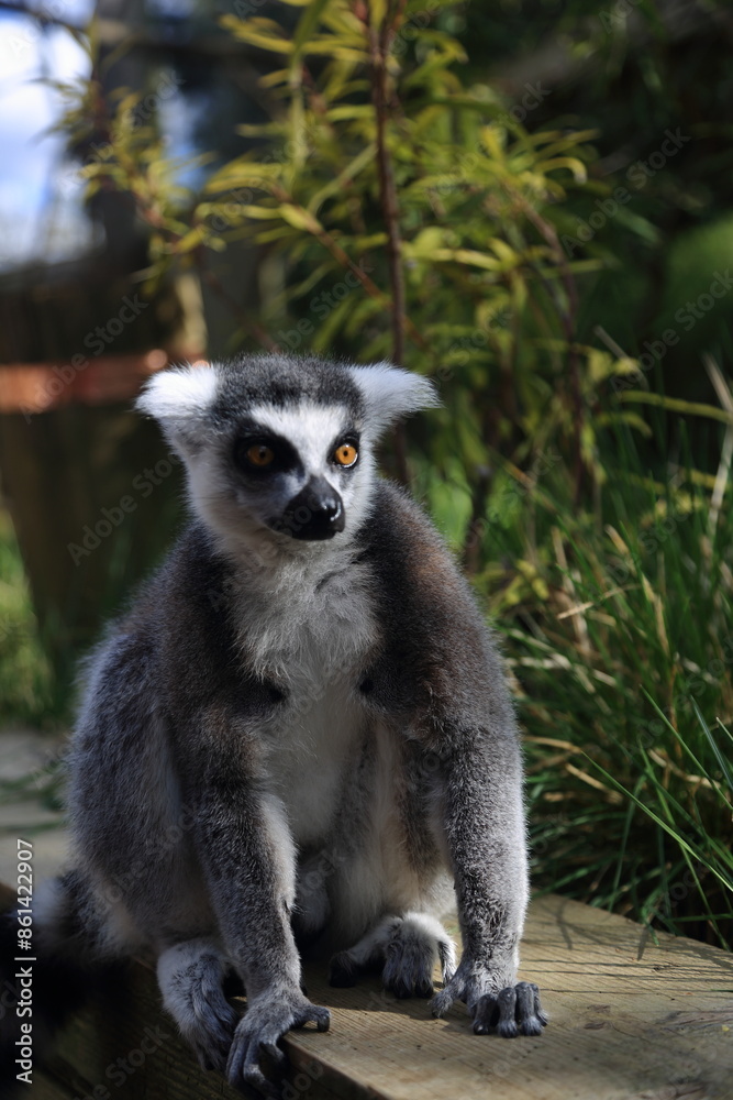 Obraz premium Lemur primate animal zoo