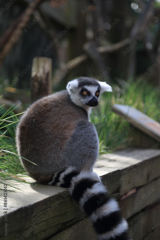 Obraz premium Lemur primate animal zoo