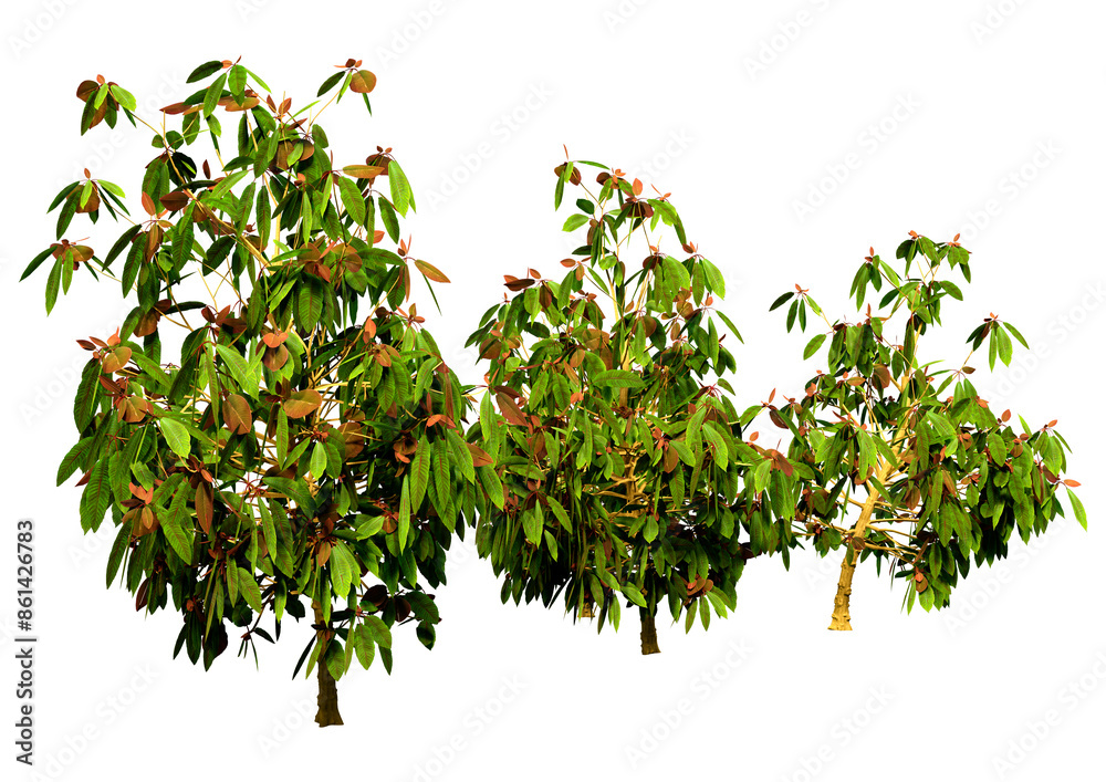 3D Rendering Saurauia Plants on White 3D Rendering Saurauia Plants on White