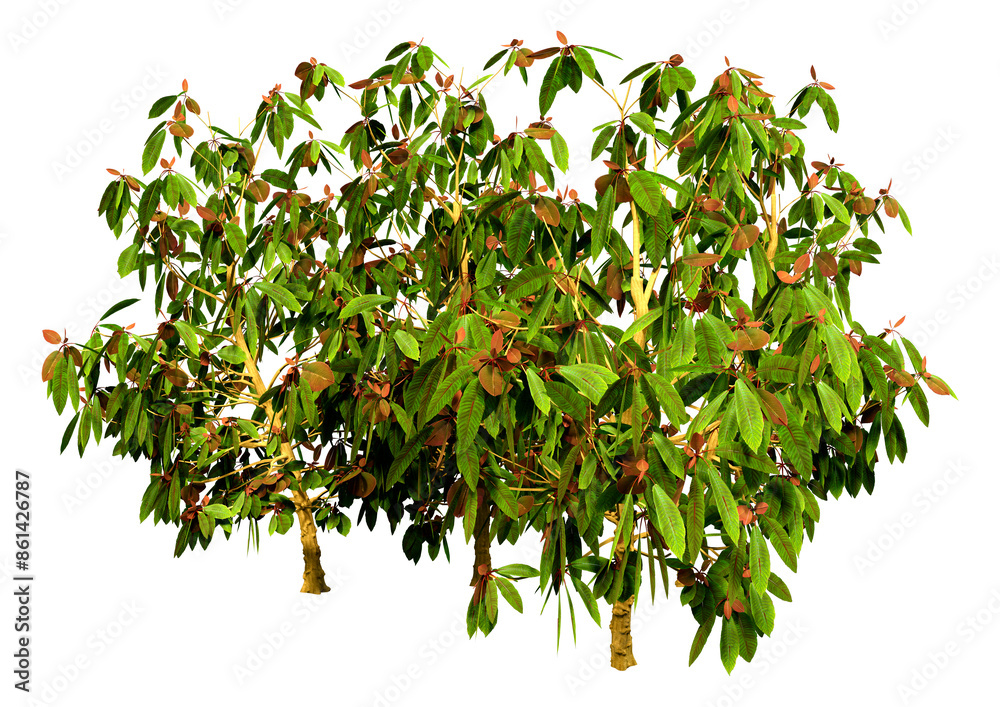 3D Rendering Saurauia Plants on White 3D Rendering Saurauia Plants on White